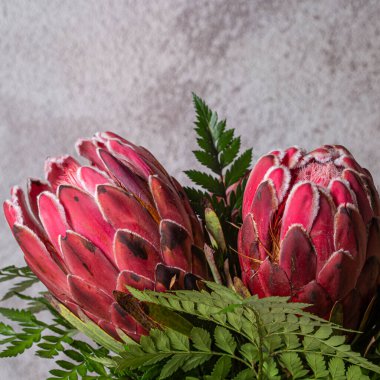 Kırmızı kral protea çiçeği çiçek buketi yakın plan hala gri desenli arka planda izole