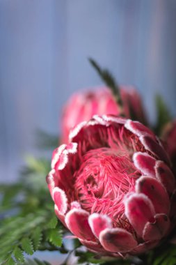 Pembe kral protea çiçeği pembe çeltik çiçekleri ve taç yaprakları ile kaplıdır hala bulanık mavi arka planda izole haldedir