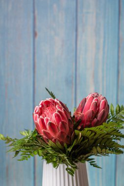 Two pink king protea flower bouquet in bloom on a wooden blue background