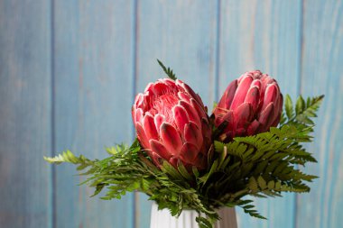 Two pink king protea flower bouquet in bloom on a wooden blue background