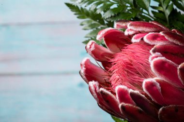 Pembe Kral Protea çiçek açmış ve mavi arka planda bir sürü kürklü çeltik var.