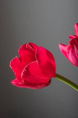 Gri arkaplanda kırmızı lale çiçeği buketi