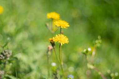 Yeşil bir çayırda açan sarı karahindiba çiçekleri