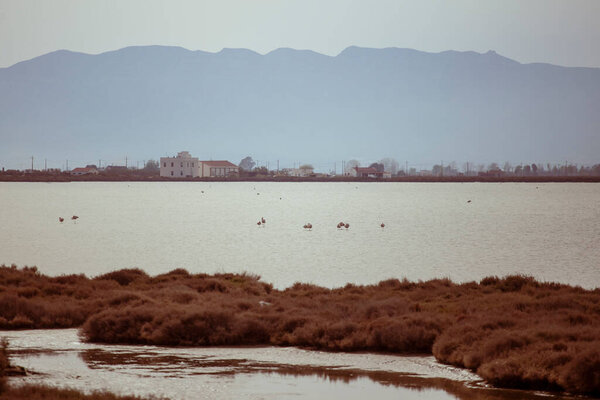Некоторые дикие фламинго отдыхают на озере в коричневом закате в Дельта-де-л 'Эбре, Каталония