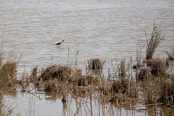 Pêche Aux Oiseaux Sauvages Tranquillement Sur Étang Eau Dans Delta — Photo