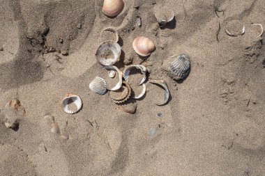 Kumsalda bir sürü deniz kabuğu