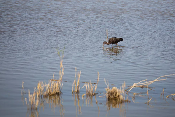 Burung Hitam Kecil Dengan Paruh Panjang Memancing Laguna Biru Delta — Stok Foto
