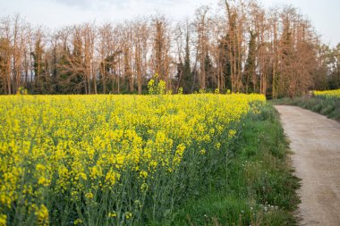 Çiçek açan tarımsal alanda sarı kolza tohumu çiçeği