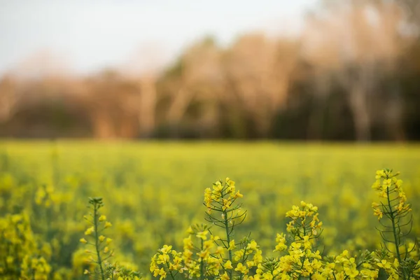 Желтый Цветок Рапса Цветущем Сельском Хозяйстве — стоковое фото