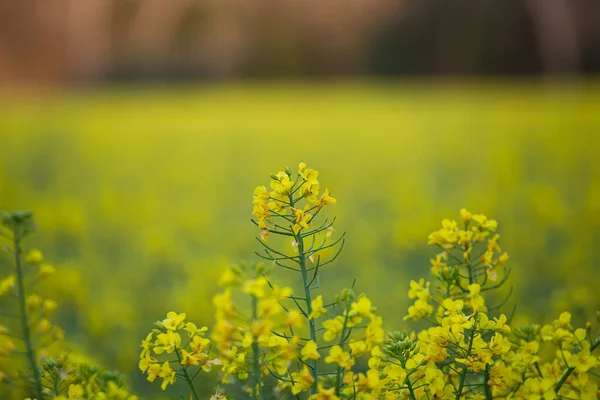 Gele Koolzaad Bloem Bloei Landbouwveld Landschap — Stockfoto