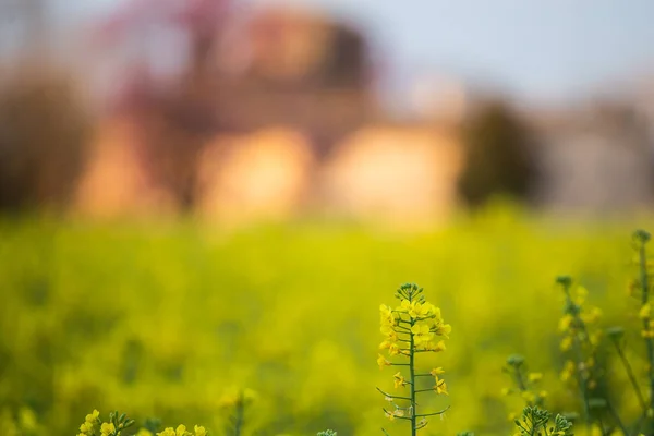 Желтый Цветок Рапса Цветущем Сельском Хозяйстве — стоковое фото