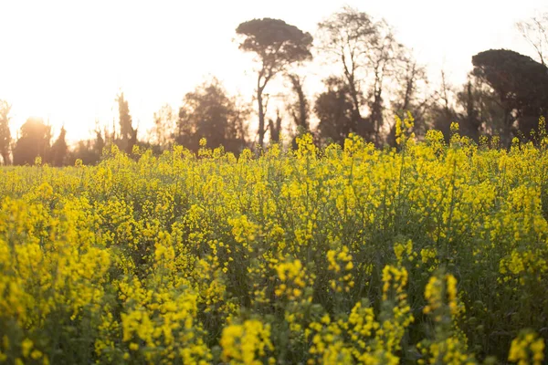 Campo Colza Con Hojas Amarillas Flores Flor Paisaje Amanecer —  Fotos de Stock