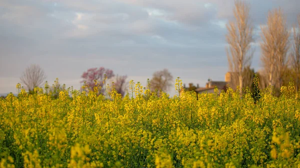 Campo Colza Con Hojas Amarillas Flores Flor Paisaje Amanecer —  Fotos de Stock