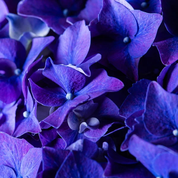 Niebieski Fioletowy Piękne Kwiaty Hortensja Delphinium Kwiat Bukiet Zbliżenie Jeszcze — Zdjęcie stockowe