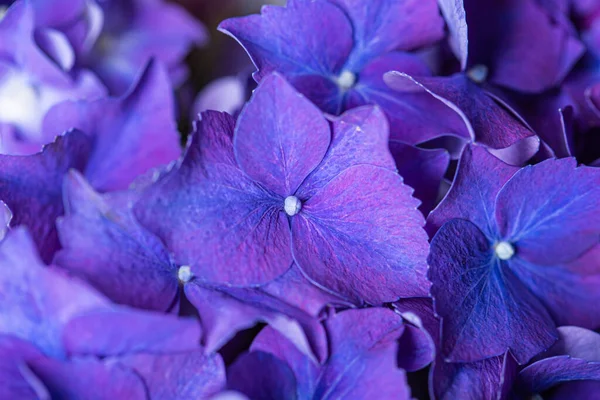 Niebieski Fioletowy Piękne Kwiaty Hortensja Delphinium Kwiat Bukiet Zbliżenie Jeszcze — Zdjęcie stockowe