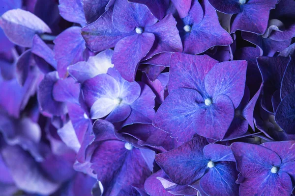 Azul Púrpura Hermosas Flores Hortensia Delphinium Flor Ramo Primer Plano —  Fotos de Stock