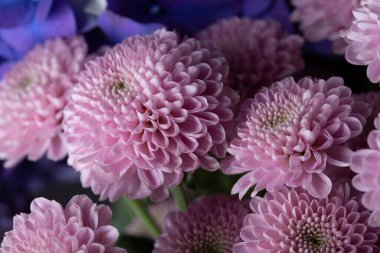 Siyah arka planda pembe Dahlia çiçekleri ve mor ortanca çiçeği buketi.