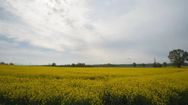 Platos Colza Amarilla Flor Una Granja Nublada Paisaje Rural —  Fotos de Stock