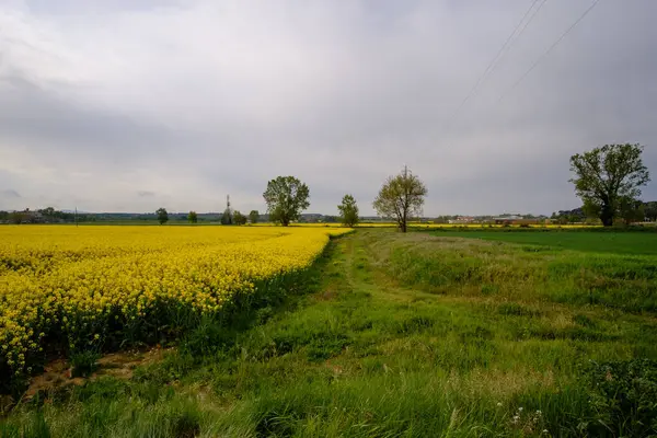 Platos Colza Amarilla Flor Una Granja Nublada Paisaje Rural —  Fotos de Stock