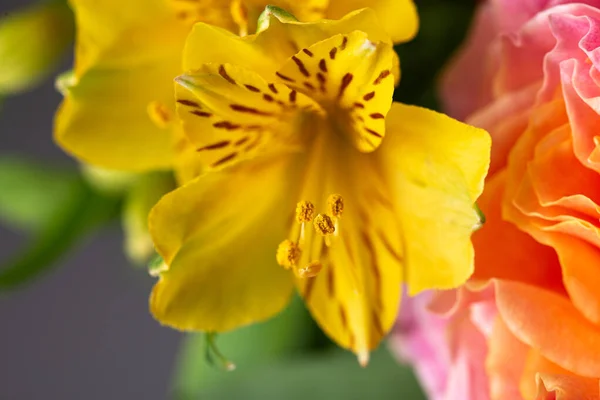 黄色の雌蕊が黄色い花に花粉でいっぱいの花を咲かせます — ストック写真