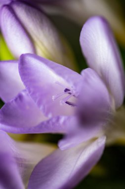 Pürüzsüz yaprakları ve çiçekleri olan güzel mor çiçek.