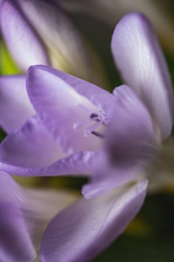 Pürüzsüz yaprakları ve çiçekleri olan güzel mor çiçek.