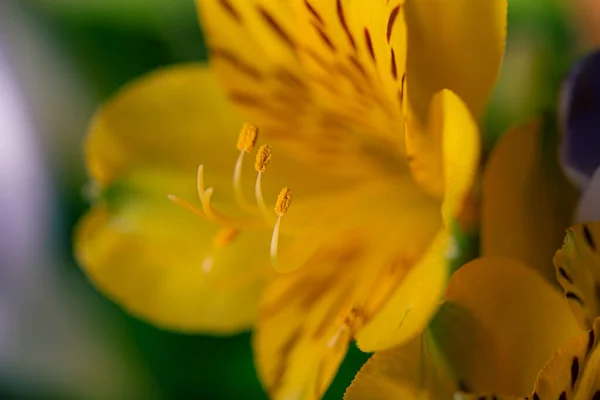 花弁のある黄色い花を咲かせます — ストック写真