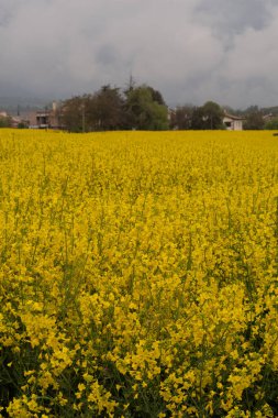Kırsal alanda sarı kolza tohumu tarlası