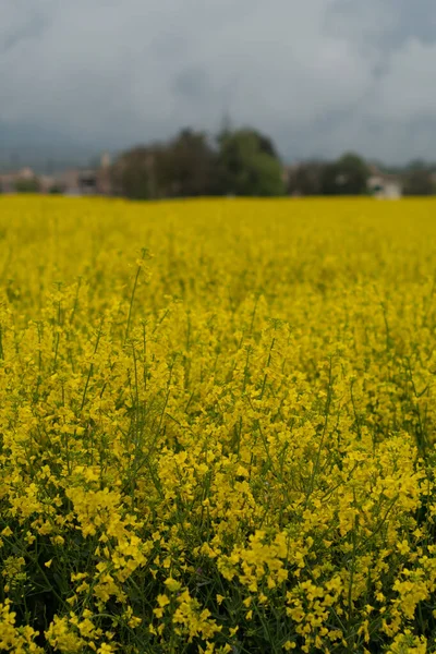 Campo Colza Amarilla Florecimiento Paisaje Rural —  Fotos de Stock