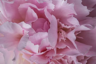 Yumuşak desenli çiçek açan pembe şakayık çiçekleri yakın plan hala soyut.