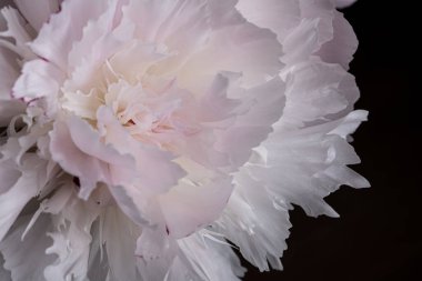 Çiçek açmış pembe şakayık çiçeği. Yakından. Hala koyu siyah bir arka planda izole.