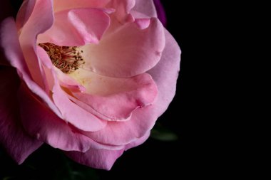 Pembe gül çiçeği açık, siyah arka planda pürüzsüz taç yaprakları var.