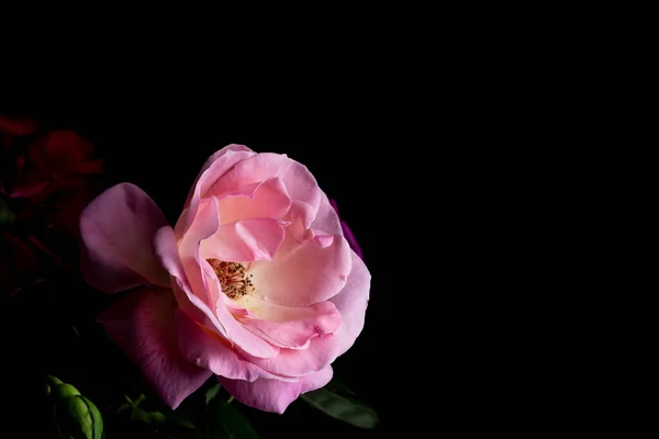 Pembe gül çiçeği açık, siyah arka planda pürüzsüz taç yaprakları var.
