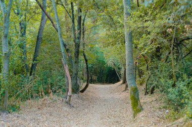 Sonbahar ormanı manzarasında çakıl yolu