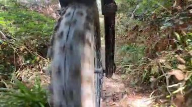 Bir dağ bisikletinin ön tekeri çakıllı orman yolunda gidiyor.