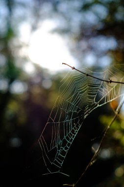Örümcek ağı bulanık bir sonbahar ormanında izole edilmiş.