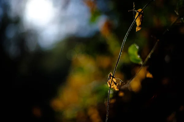 Brown Autumn Leaves Branch Isolated Dark Forest Autumn Landscape Close — ストック写真