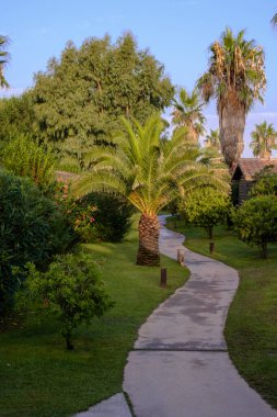 Mavi gökyüzünde yeşil palmiye ağaçları olan tropikal bir tatil beldesinde yürüyüş yolu