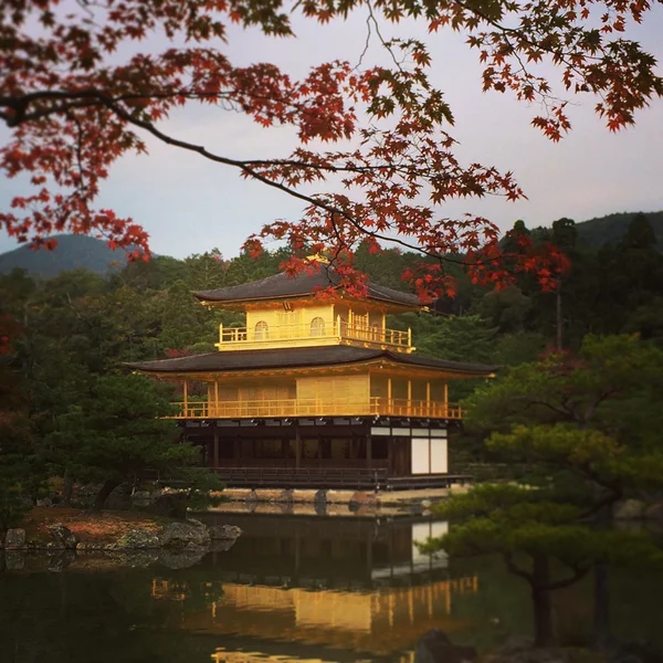 Japanische Goldburg — Stockfoto