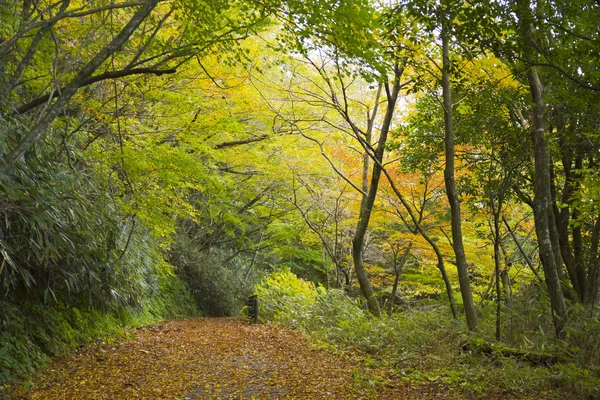Осенний осенний пейзаж — стоковое фото