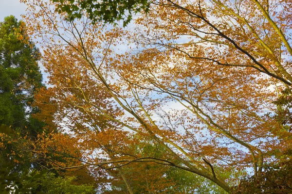 Κόκκινο το φθινόπωρο τα φύλλα σε ένα κλαδί δέντρου — Φωτογραφία Αρχείου
