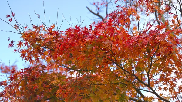 Piros őszi levelek, a fa ága — Stock Fotó