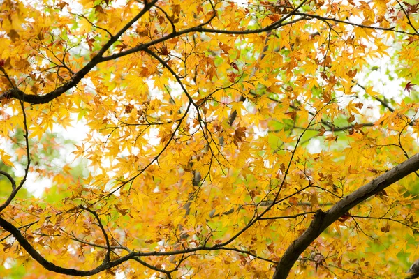 Sárga és narancssárga levelek — Stock Fotó