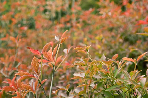 Feuilles d'automne orange — Photo