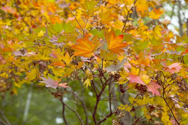 Feuilles d'automne orange — Photo