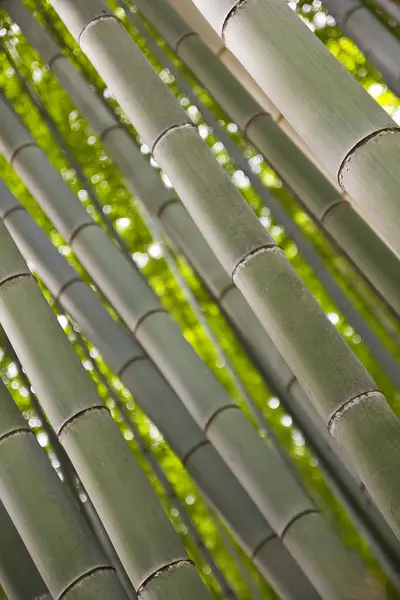 竹子的躯干 — 图库照片