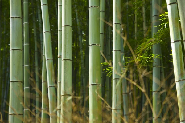 Floresta de bambu — Fotografia de Stock