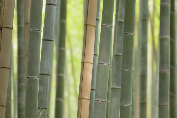 Bamboe schachten — Stockfoto