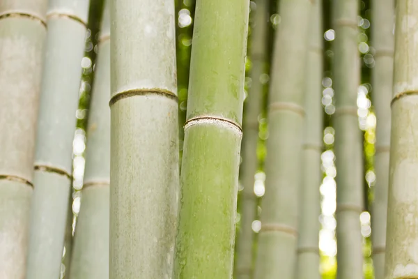 Bamboe schachten — Stockfoto