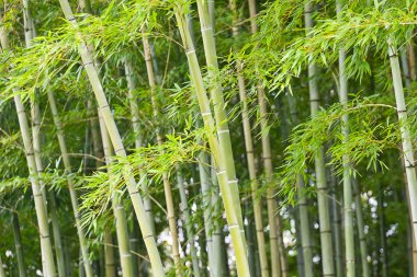Bambu yeşil orman